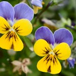 Bright pansies in bloom showcasing vivid yellow and violet colors. Captured outdoors in Gent, Belgium.